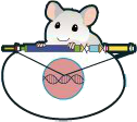 mouse with gene